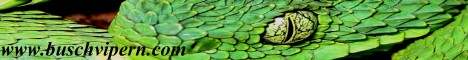 chloroechisbanner.jpg02 chloroechisbanner.jpg02